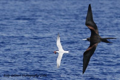 Frigate Bird and Royal Tern