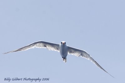 Royal Tern (jv)