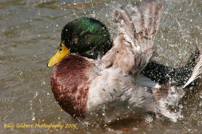 Mallard