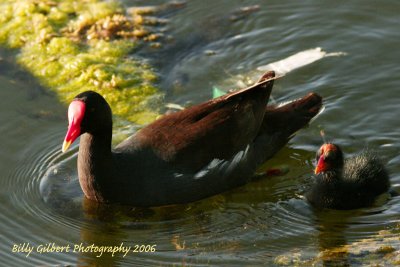 Common Moorhen