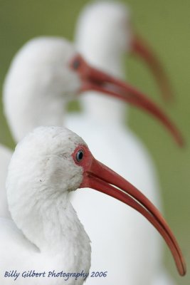 White Ibis