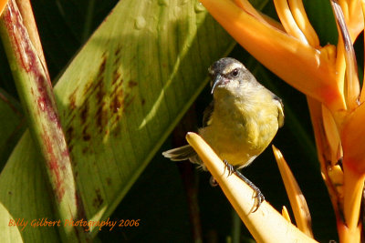 Bananaquit