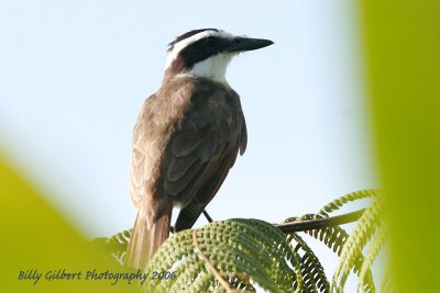 Great Kiskadee