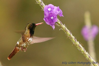 Hummingbird (Need ID!)