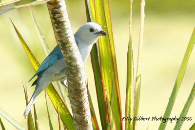 Blue Grey Tanager