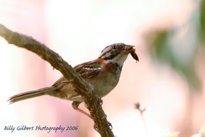 Ruffous-collared Sparrow