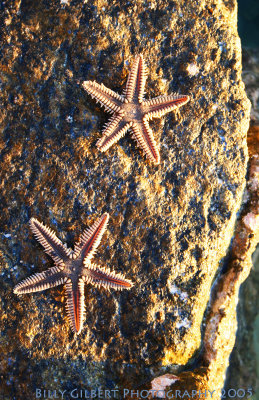 Starfish