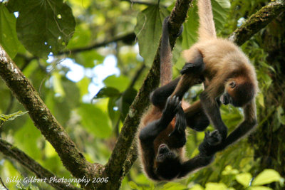 Young Spider Monkeys