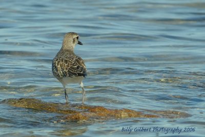 Broad Billed Sandpiper