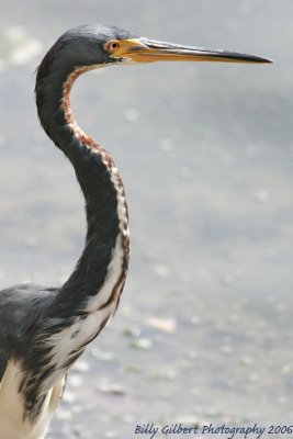 Tricolor Heron