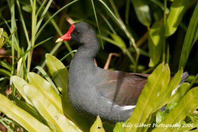 Common Moorhen