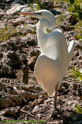 Great White Heron