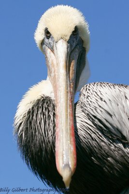 Brown Pelican