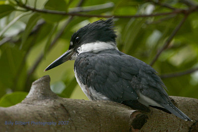 Belted Kingfisher