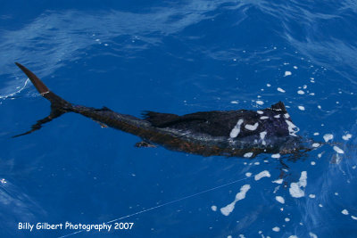 Sailfish