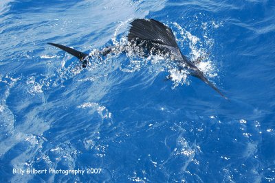 Sailfish