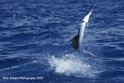 Sailfish