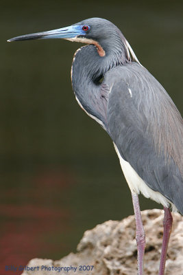 Tricolor Heron