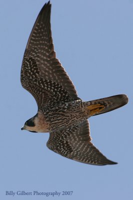 Peregrine Falcon