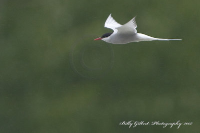 Arctic tern