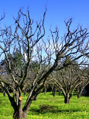 Sunnyvale Orchard (7048_crop_sm)