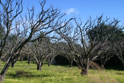 Sunnyvale Orchard (7057_sm)