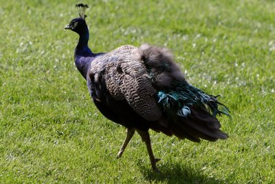 Picchetti Peacock (9509)