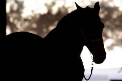 Horse (9530)