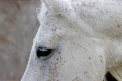 Horse (9531)