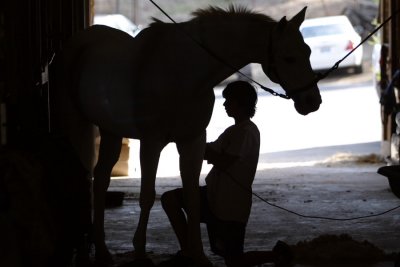 Horse (9535)