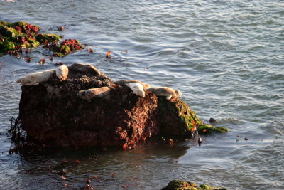 CRW_0263.JPG