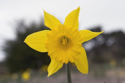 Daffodil (0912)