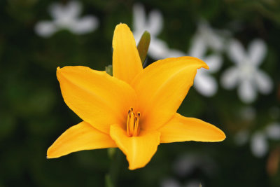 Asiatic Lily (4525)