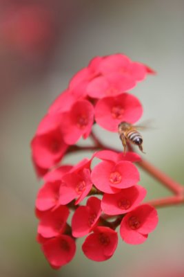 Bee on Flower (4166)