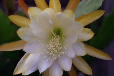 Epiphyllum (4336)