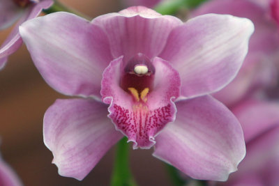 Orchid (4339)