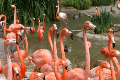 Flamingos (3876)
