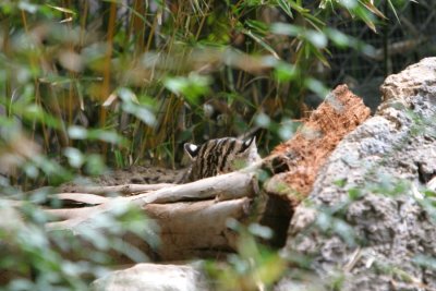 Clouded Leopard (3903)