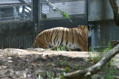 Tiger (3922)