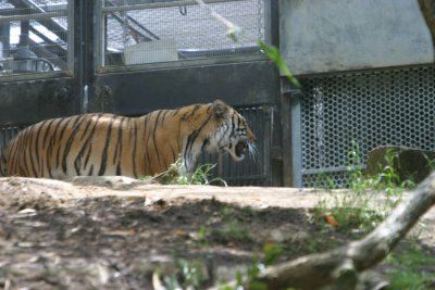 Tiger (3924)