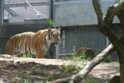 Tiger (3925)