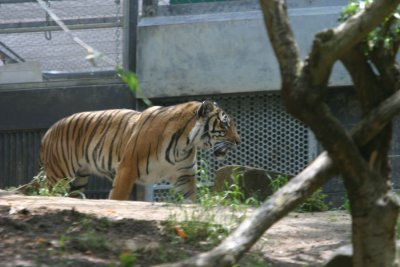 Tiger (3926)