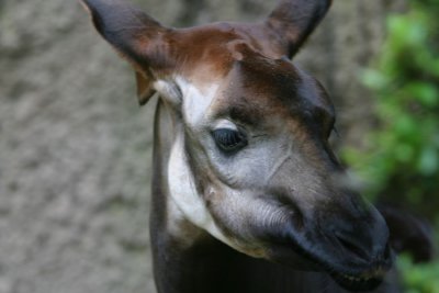 Okapi (3931)