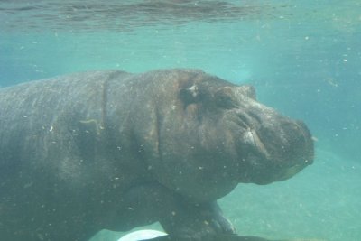 Hippopotamus (3942)