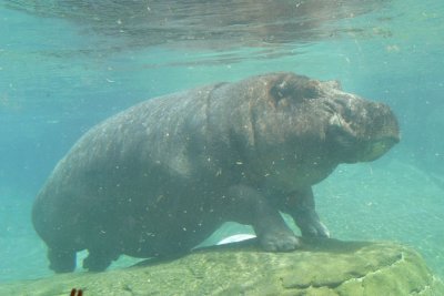 Hippopotamus (3946)