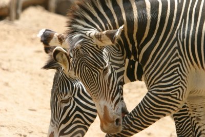 Zebras (3989)