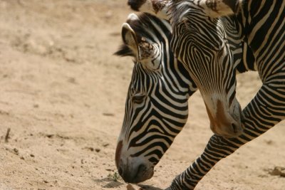 Zebras (3990)