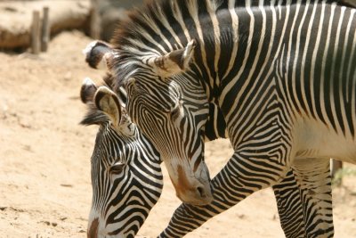 Zebras (3991)