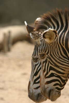 Zebras (3995)