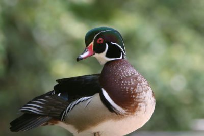 Wood Duck (4018)